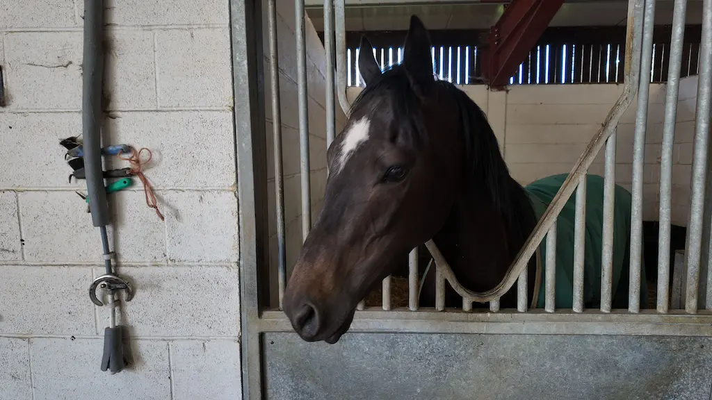 Sample horse one